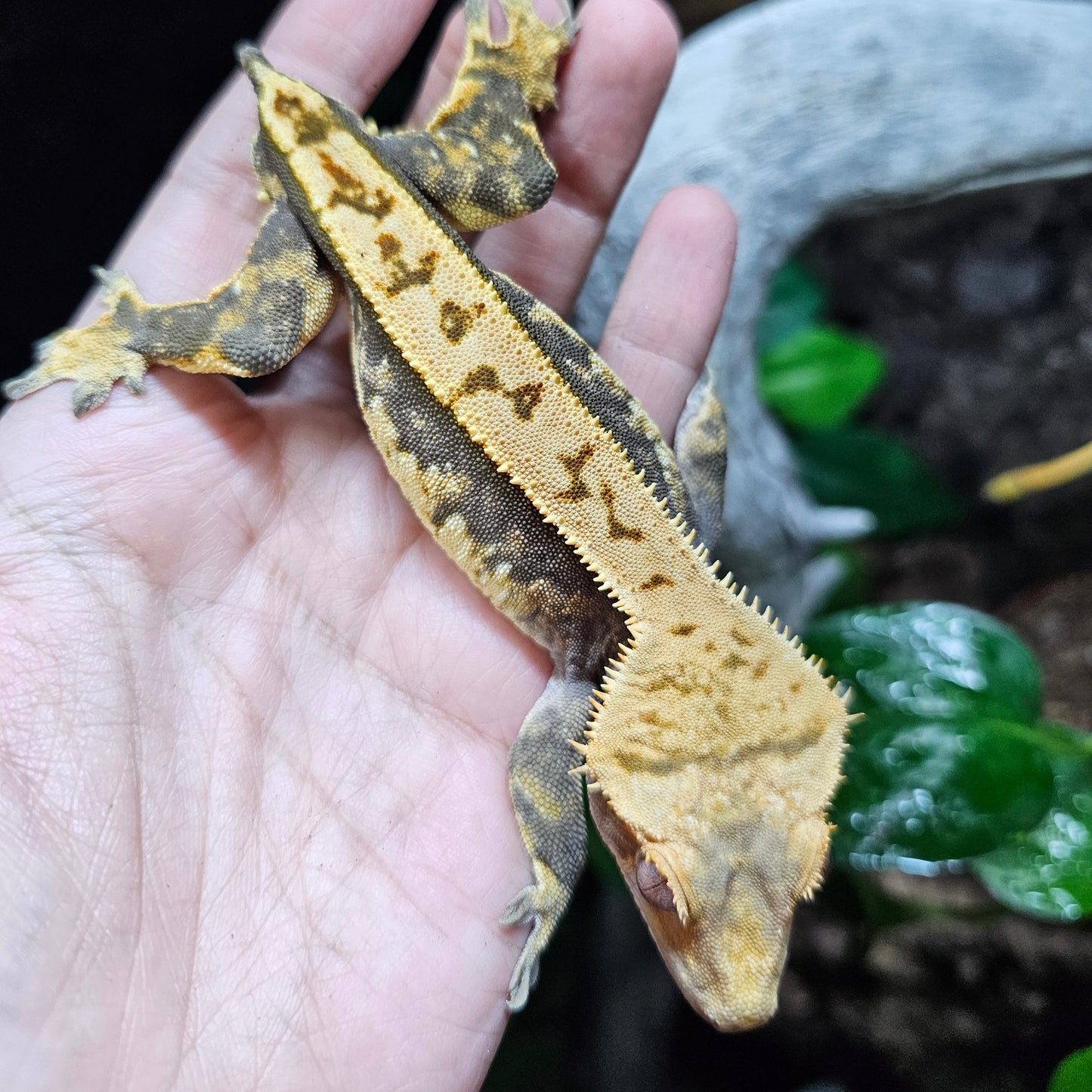 Softscale Tangerine Male